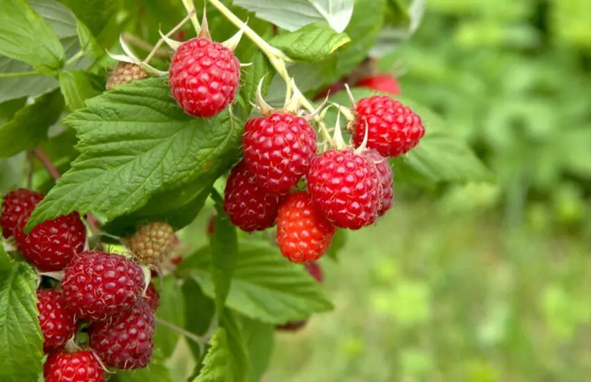 framboises rouges mûres sur branche avec feuilles vertes en été