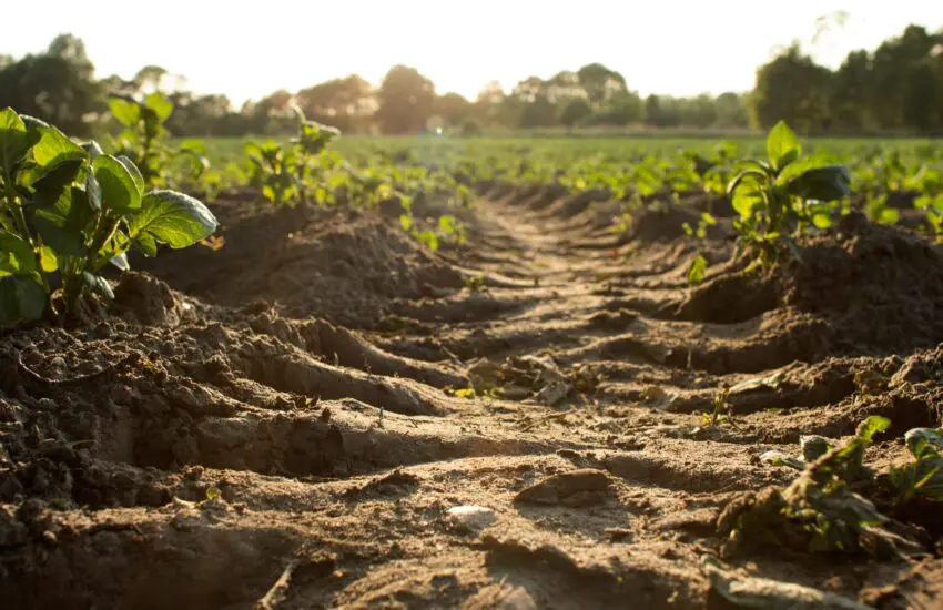 travail du sol en agriculture avec rangées de jeunes plants et terre labourée