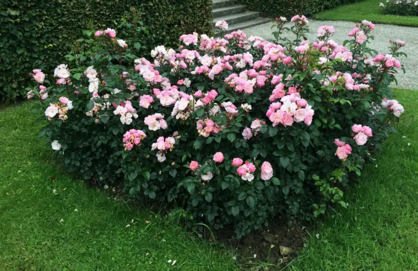rosier utopia en pleine floraison avec fleurs roses et blanches en massif