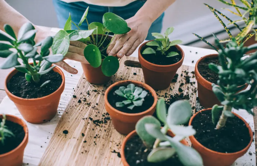 rempotage de plantes vertes dans des pots en terre cuite sur un plan de travail