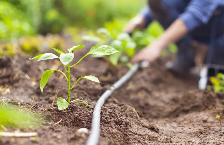 jeunes plants arrosés par un système de goutte-à-goutte dans un jardin