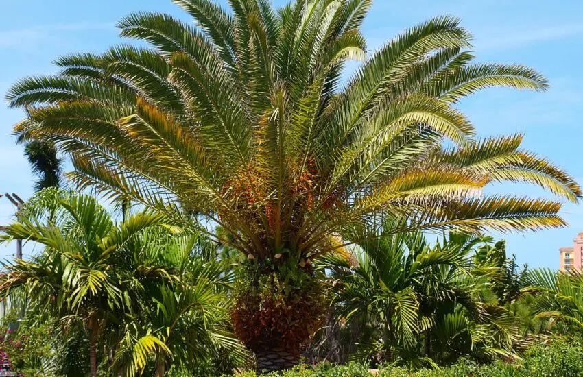 phoenix canariensis majestueux dans un jardin méditerranéen avec végétation luxuriante