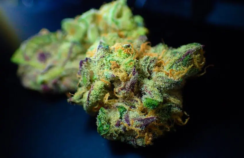 Les différents types de fleurs de CBD