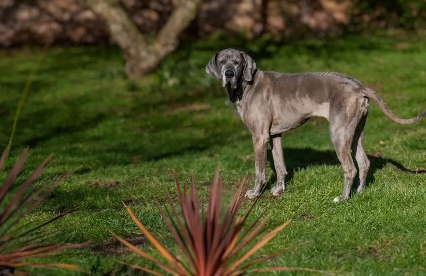 Aménager le jardin pour son chien