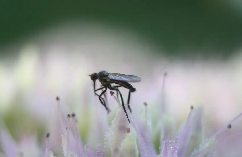 Combattre les moustiques du jardin