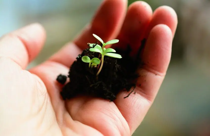Des conseils de jardinage