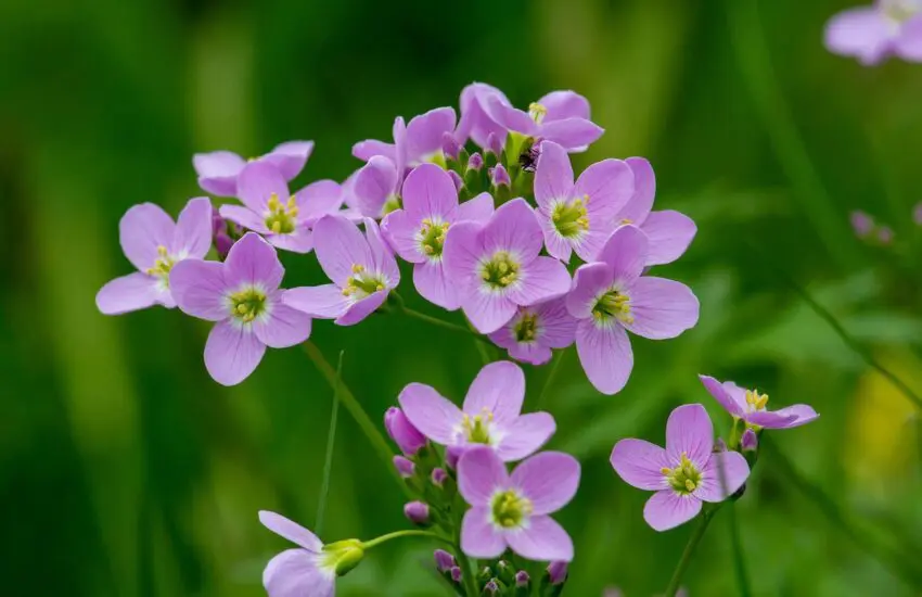 Cultiver des plantes médicinales