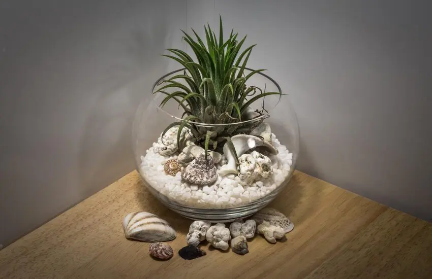 Aménagement d'un terrarium