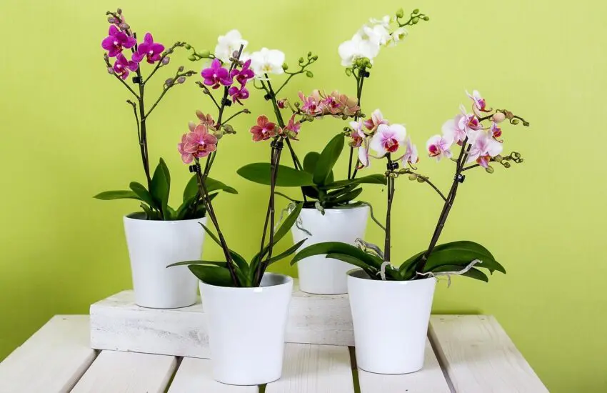 Offrir des pots de fleurs