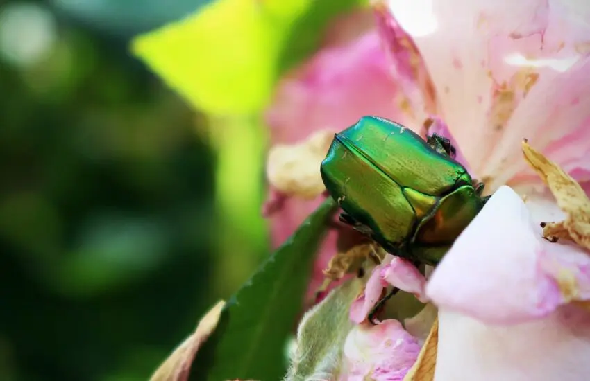 Combattre les parasites de la maison