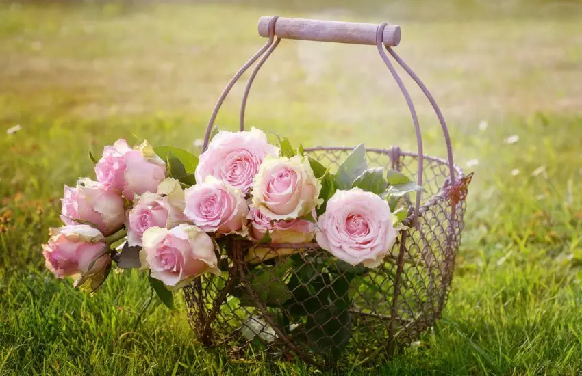 Acheter des roses en gros