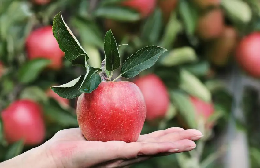 Planter des arbres fruitiers