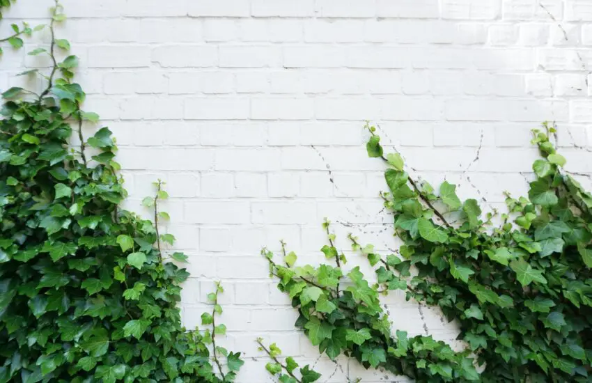 Un mur vivant