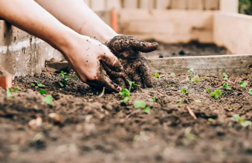Aménager un jardin potager