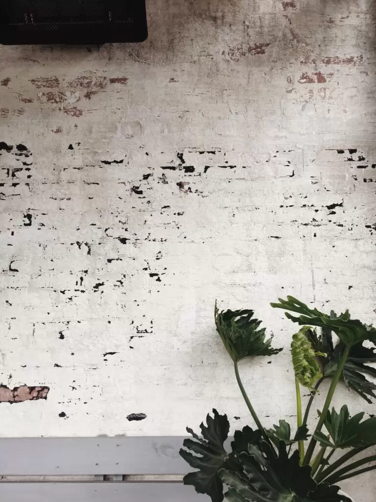 Créer un mur végétal