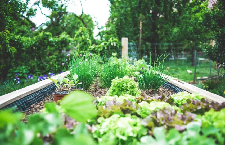 Aménager un potager