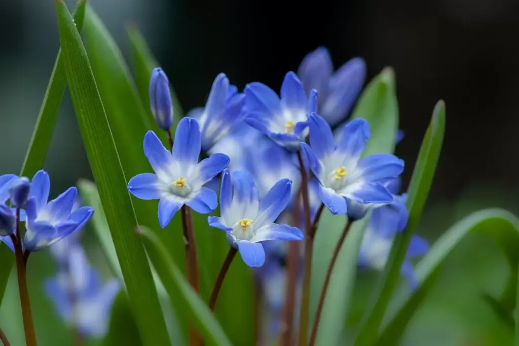 Les plantes pour le jardin