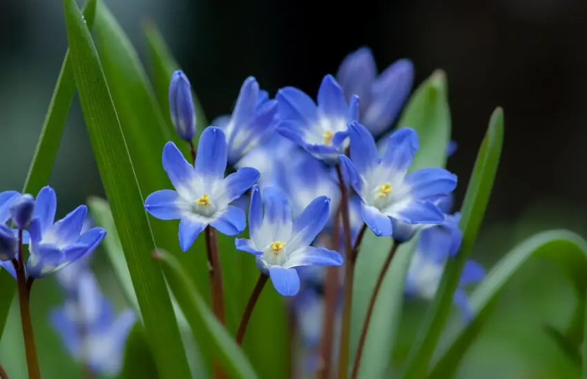 Les plantes pour le jardin