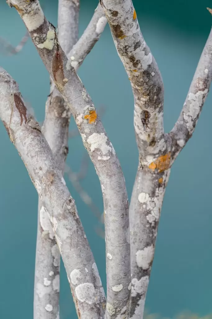Un arbre greffé