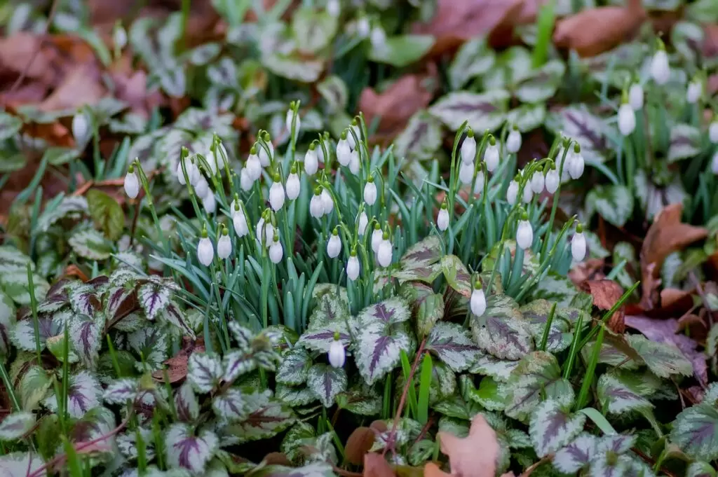 Les meilleures plantes pendant la sécheresse