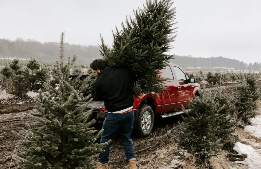 Choisir un sapin de Noël bio