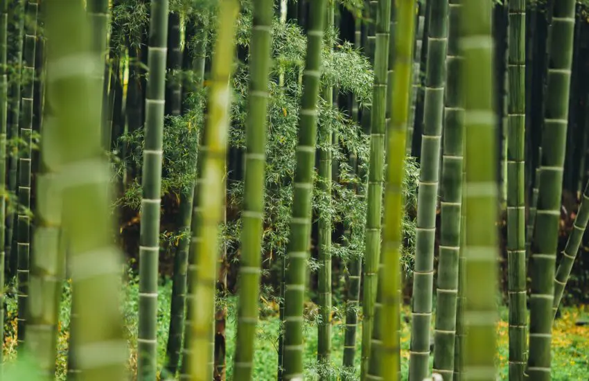 Les secrets de la floraison du bambou de henon