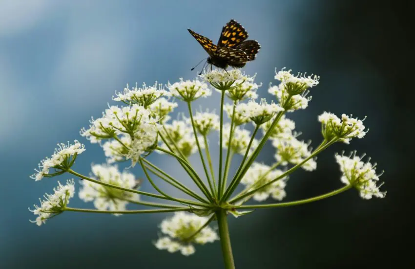 Les fleurs et les insectes pollinisateurs
