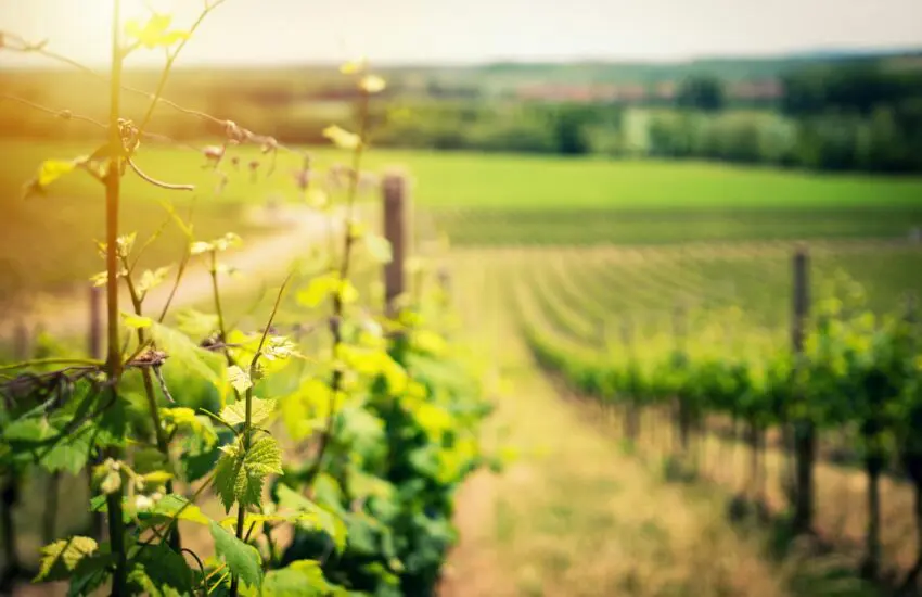 Tailler les vignes