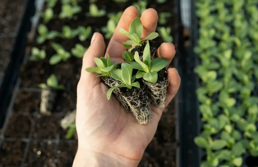 Les bienfaits du jardinage