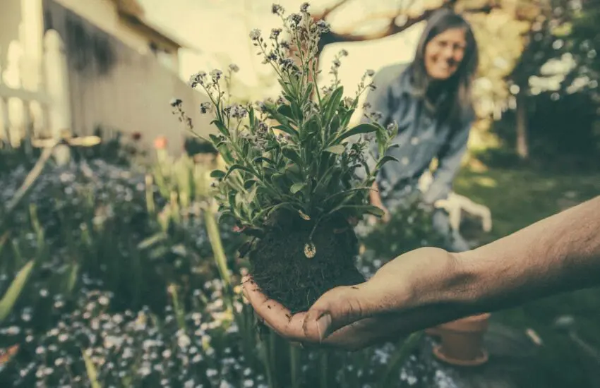 Jardinage en automne