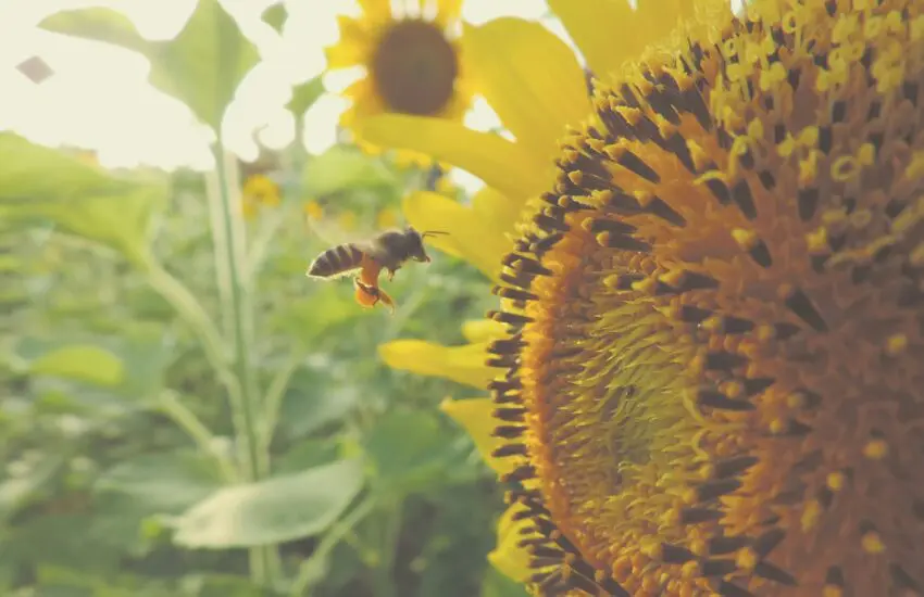 Les insectes dans le jardin
