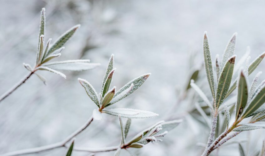 Jardiner en hiver