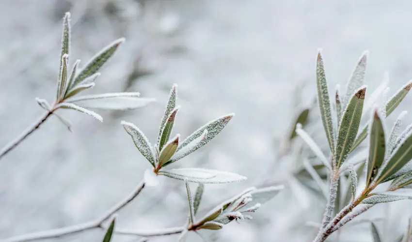 Jardiner en hiver