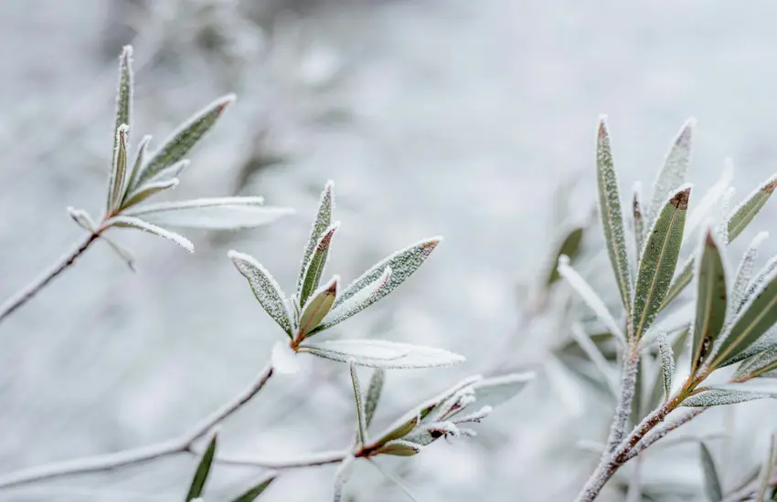 Jardiner en hiver