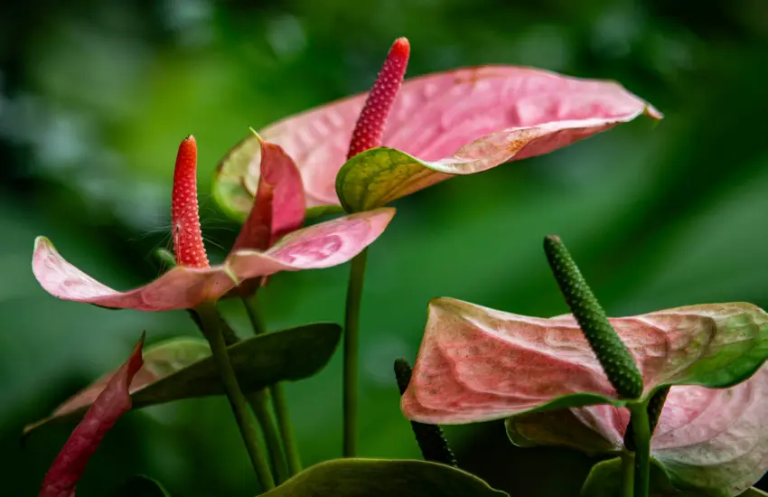 Bien entretien son anthurium