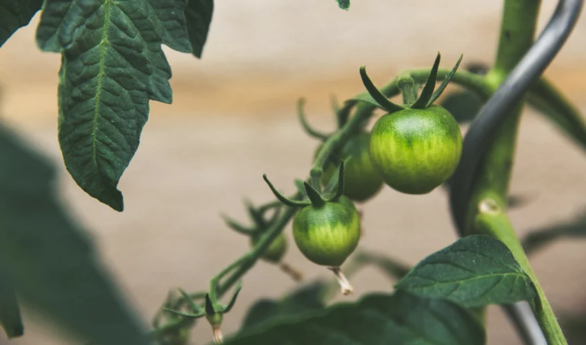 Les graines de tomates