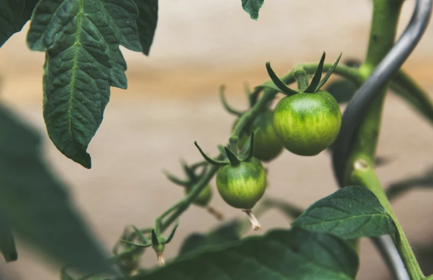 Les graines de tomates