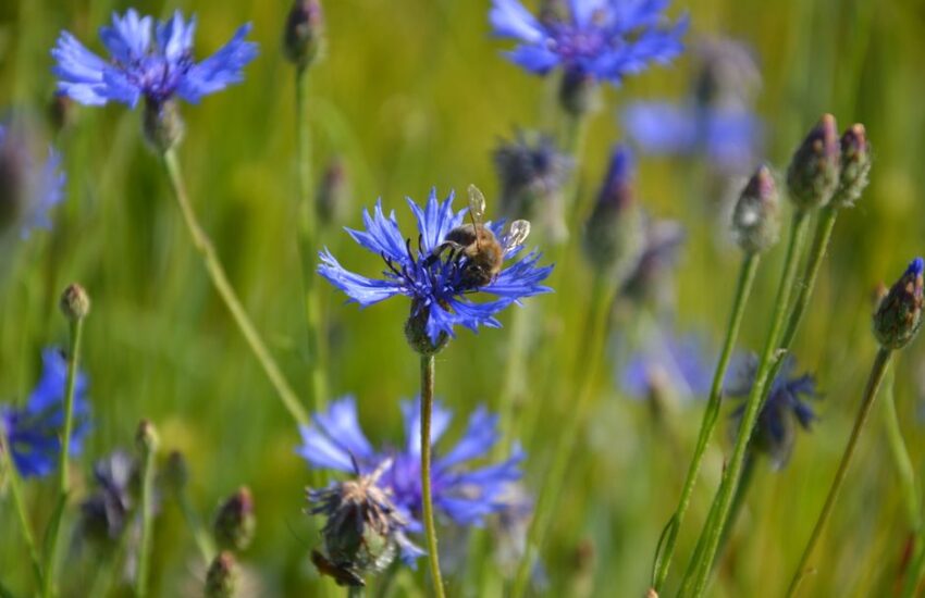A close-up of a bee collecting nectar from bright blue cornflowers in a summer meadow.