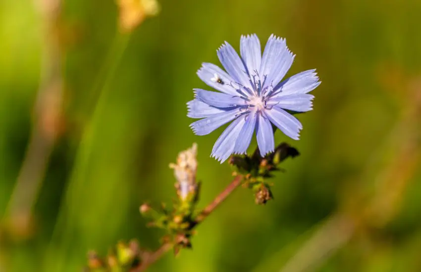 Vibrant blue chicory flower with blurred green background, showcasing natural beauty.