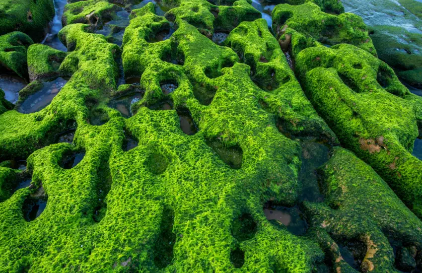 Green moss covers textured rocks by the ocean.