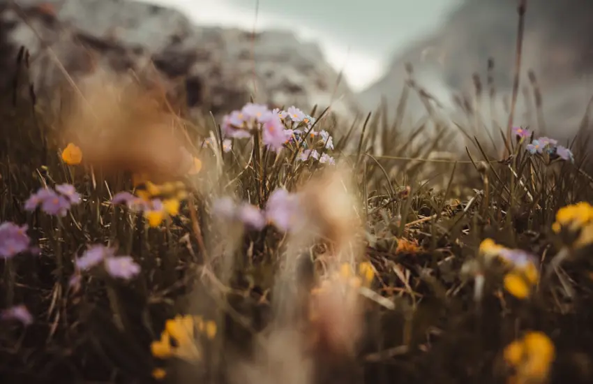 purple flowers on brown grass during daytime