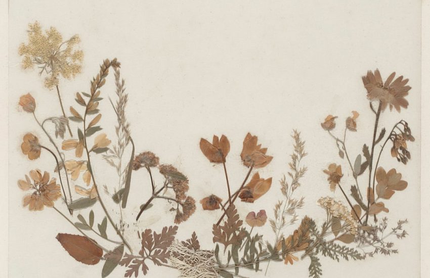 Créer un herbier marin : techniques et identification des algues