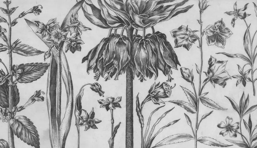 Herbier numérique vs traditionnel : les 72h des plantes sauvages