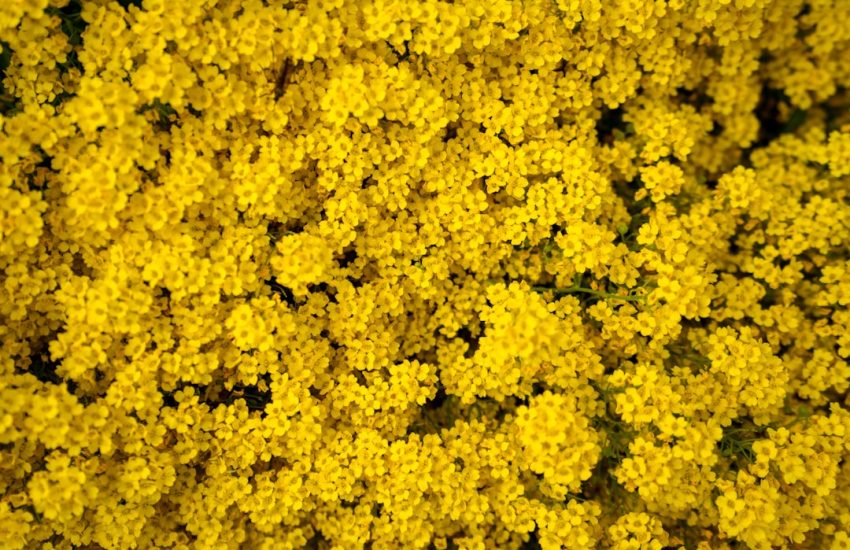 Fleurs jaunes sauvages de France : guide d'identification 2026