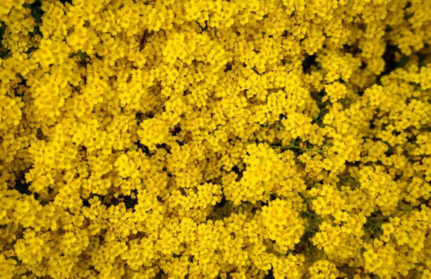 Fleurs jaunes sauvages de France : guide d'identification 2026
