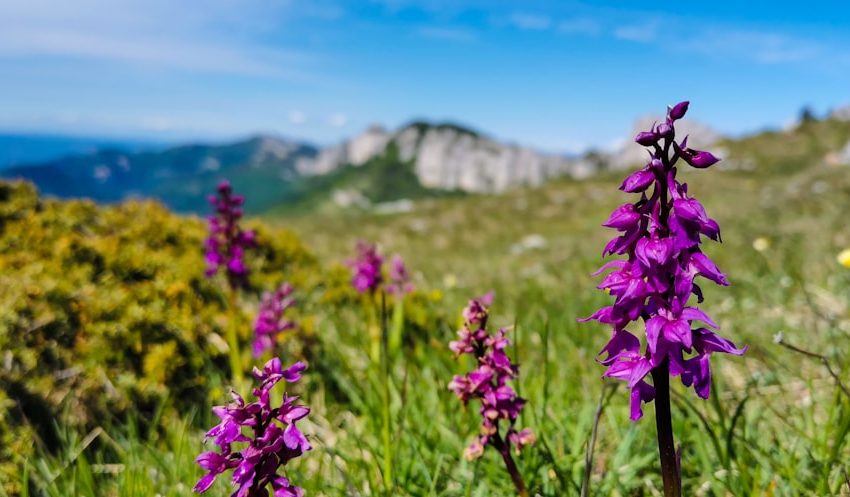 Orchidées sauvages rares de France : guide d'identification