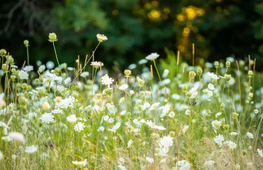 white flower field