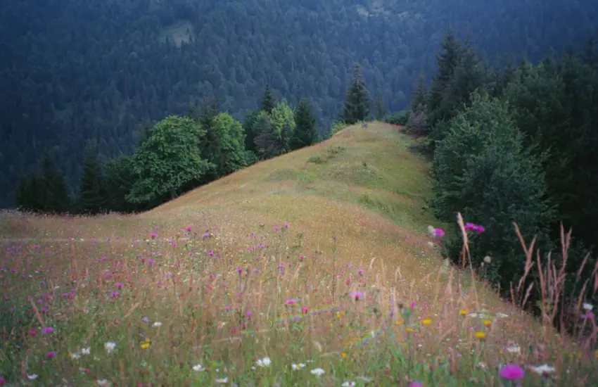 Vibrant wildflowers cover a serene meadow with forested hills in the background, capturing a perfect summer scene.
