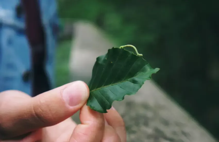 person holding green leaf