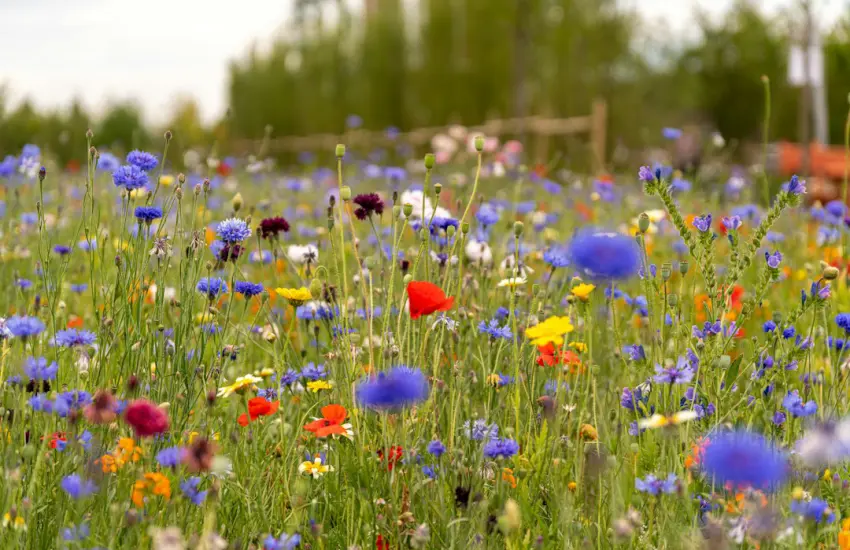 red and blue flowers on green grass field during daytime